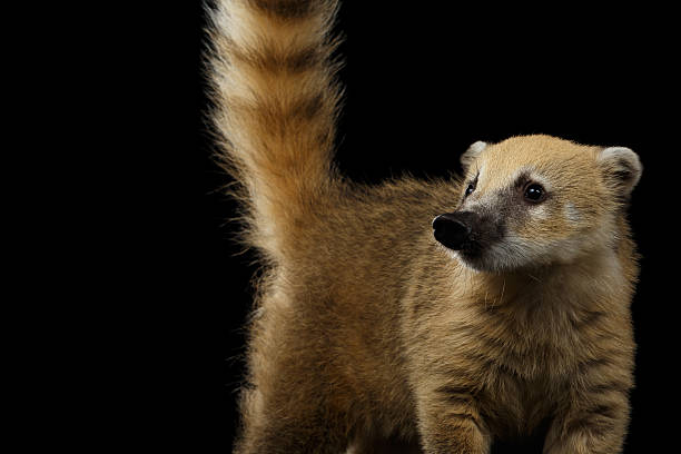 istock South American coati, Nasua Isolated on Black Background 611749084