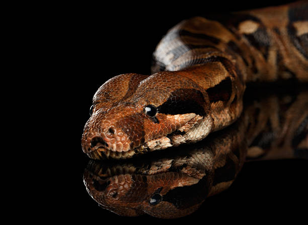 istock The Boa constrictors, isolated on black background 611749296