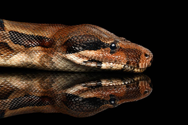 istock The Boa constrictors, isolated on black background 611749378