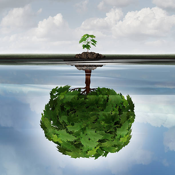 Potential Success Concept Potential success concept as a symbol for aspiration philosophy idea and determined growth motivation icon as a small young sappling making a reflection  of a mature large tree in the water with 3D illustration elements. attitude stock pictures, royalty-free photos & images