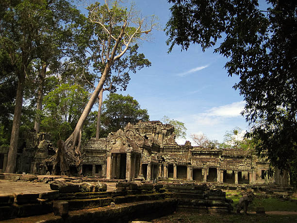 preah khan, reino de angkor, siem reap, camboja. - banyan tree asian ethnicity art cambodia - fotografias e filmes do acervo