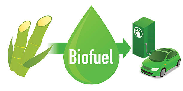Biofuel: Biomass ethanol, made form Sugarcane, diagram illustration Biofuel: Biomass ethanol, made form Sugarcane, diagram illustration sugar cane saccharum officinarum stock illustrations