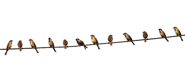 istock group of birds on a power  line isolated on white background 611751740