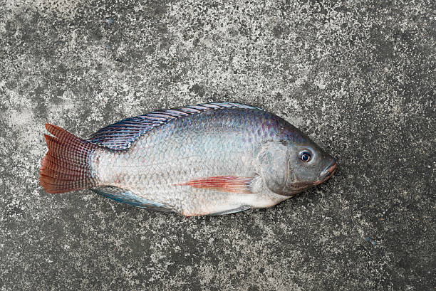 istock Tilapia and Nile tilapia on concrete floor, raw fresh freshwater 611752492
