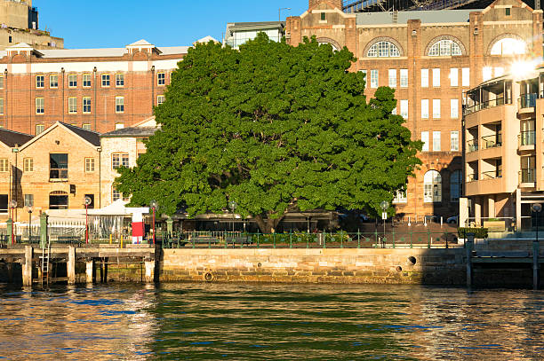 arbre vert près de campbell’s cove jetty, sydney - the rocks flash photos et images de collection