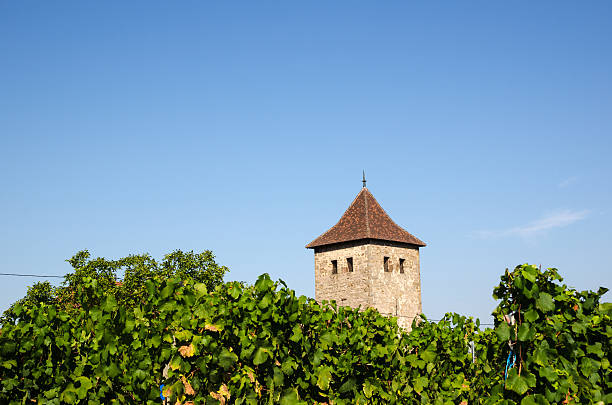 French vineyard in the village Dambach-la-Ville by the Alsace wine route