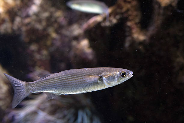 istock isolated anchove underwater close up detail 611755920