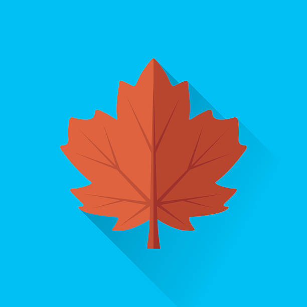 liść klonu  - maple leaf leaf autumn single object stock illustrations