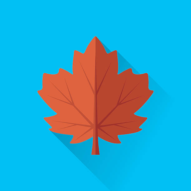 кленовый лист  - maple leaf leaf autumn single object stock illustrations
