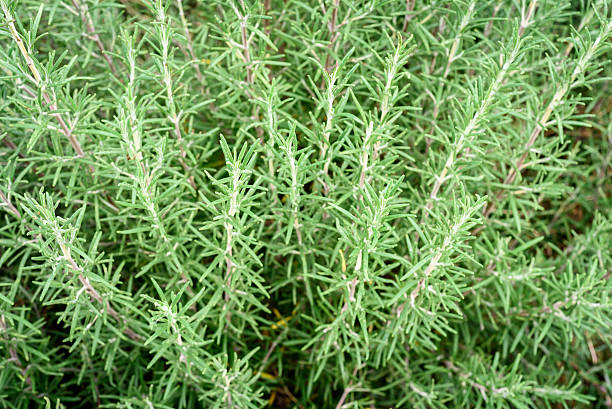 istock Fresh Rosemary Bush Plant 611758670