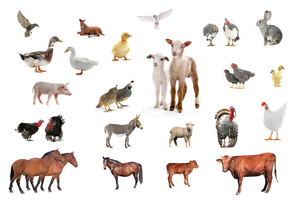 nutztier  - horse brown animal farm stock-fotos und bilder