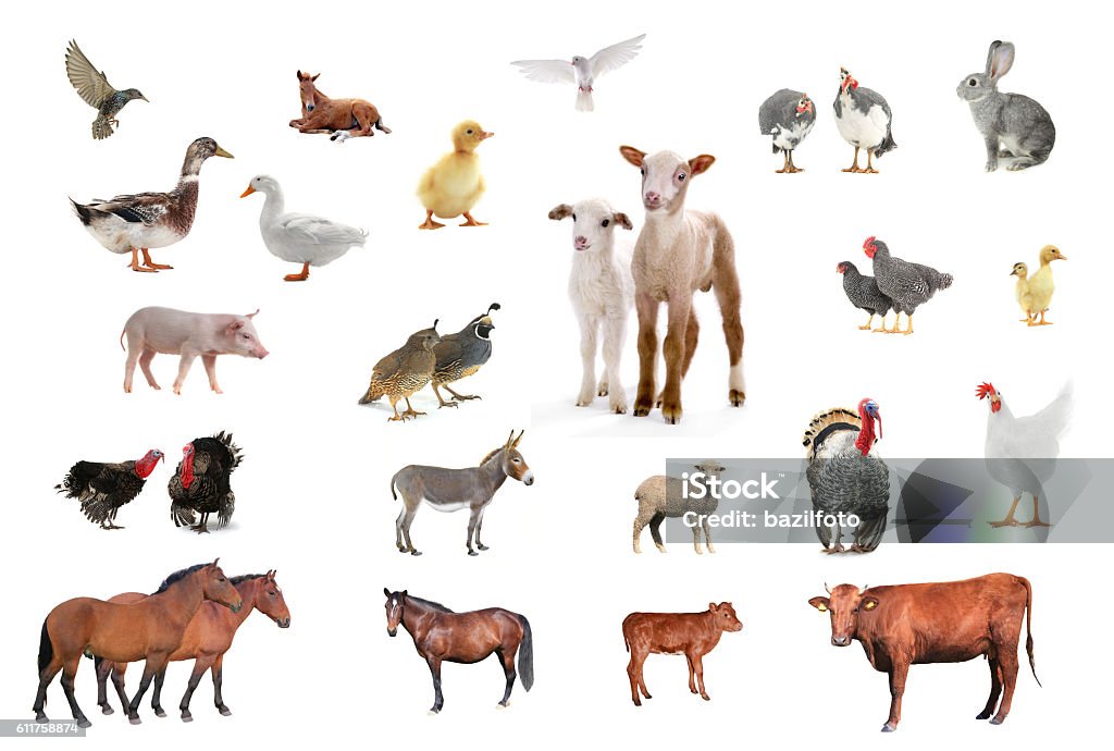 家畜 - 白背景のロイヤリティフリーストックフォト