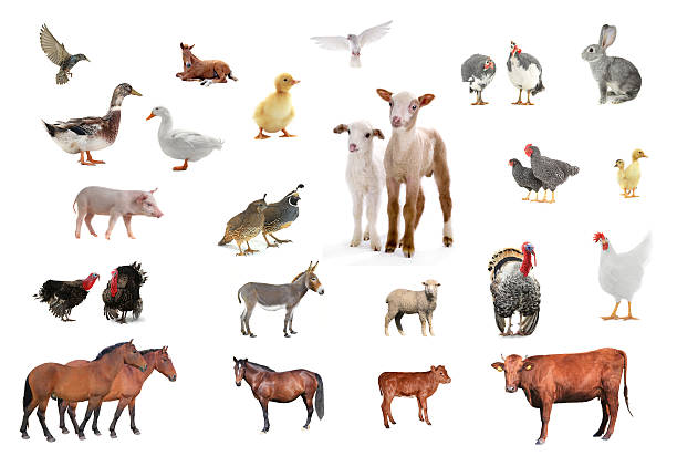 livestock livestock isolated on white background guinea fowl stock pictures, royalty-free photos & images