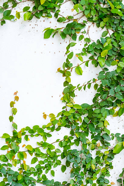 istock white wall with ivy plant 611759704