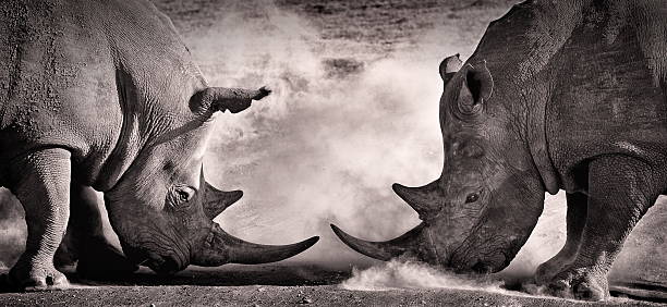 fight, a confrontation between two white rhino fight, a confrontation between two white rhino in the African savannah on the lake Nakuru, Kenya confrontation stock pictures, royalty-free photos & images