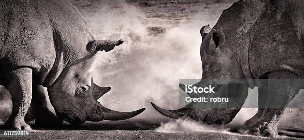 Fight A Confrontation Between Two White Rhino Stock Photo - Download Image Now - Animal, Rhinoceros, Fighting