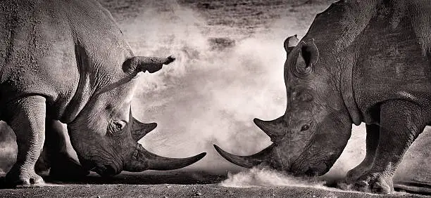 Photo of fight, a confrontation between two white rhino