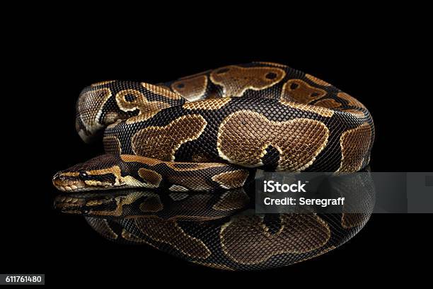 Ball Or Royal Python Snake On Isolated Black Background Stock Photo ...
