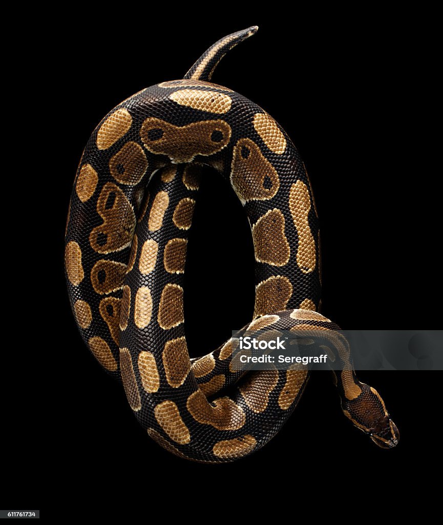 Ball Hoặc Royal Python Snake Trên Nền Đen Bị Cô Lập Hình ảnh Sẵn ...