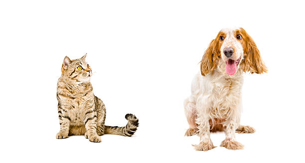 istock Russian Spaniel and cat Scottish Straight 611762762