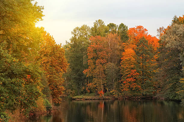 istock beautiful forest at sunrise 611765300