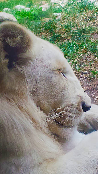 istock Portrait of a white lion sleeping on the earth 611765518