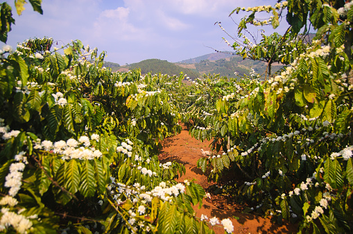 Coffee farm with many coffee trees blooming. A narrow footpath leading through coffee trees, mountains in the back.