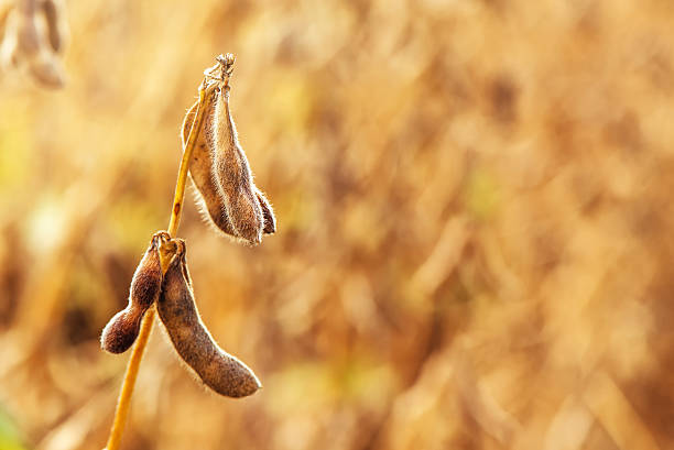 istock Ripe soybean pods close up 611766080