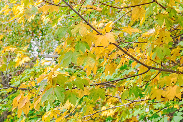 istock Green and yellow leaves on tree, autumn background 611767744