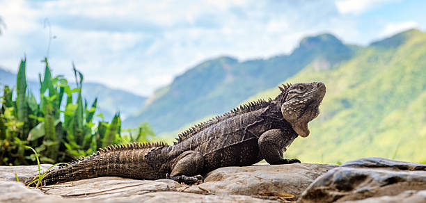istock Iguana in the mountains 611767866