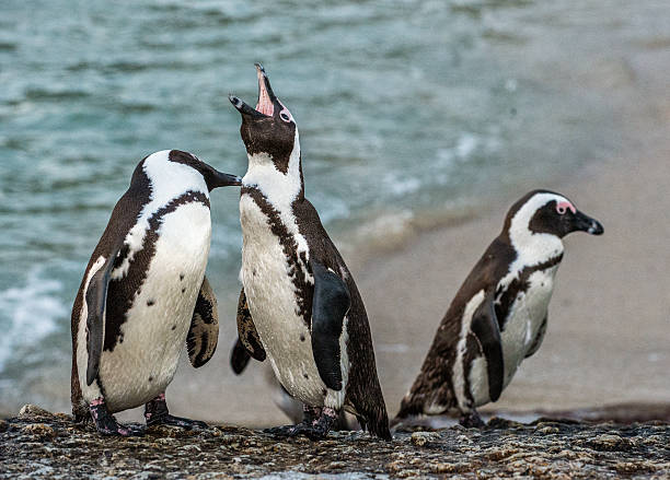 istock Mating dance and singing of African penguins 611768858