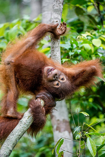 istock Cub of Central Bornean orangutan 611769128