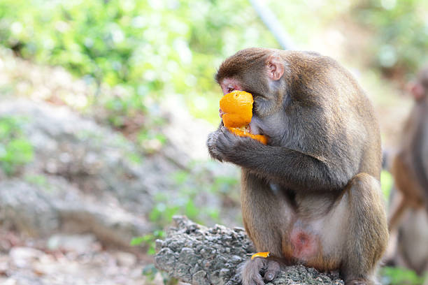 istock Monkey at golden hill, hong kong 611769396