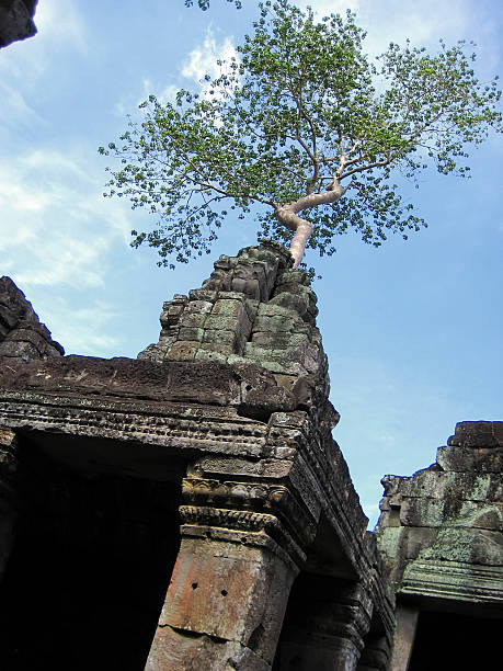 preah khan, reino de angkor, siem reap, camboja. - banyan tree asian ethnicity art cambodia - fotografias e filmes do acervo