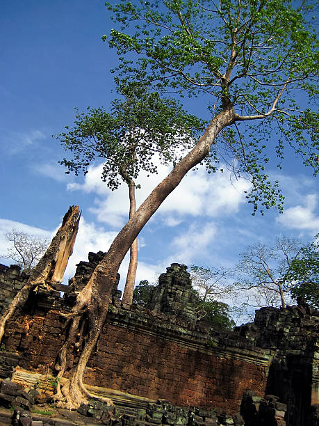 The image depicts massive tree roots enveloping ancient ruins amidst a lush forest in Angkor Wat, showcasing the harmony between nature and historical architecture.