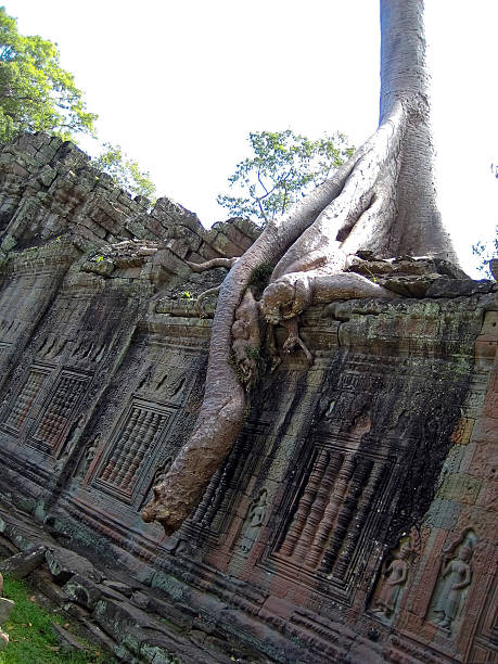 프레아 칸, 앙코르 왕국, 씨엠립, 캄보디아. - banyan tree asian ethnicity art cambodia 뉴스 사진 이미지