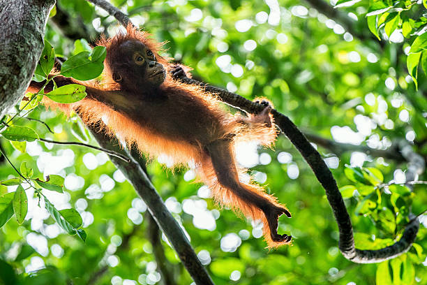 istock Cub of Central Bornean orangutan 611770238