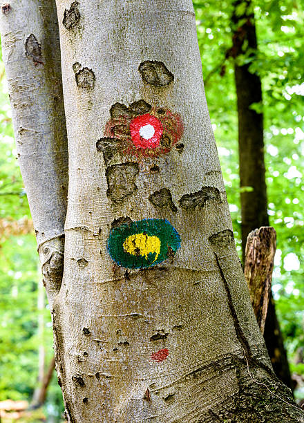 istock Mountain trail marker on a spruce or pine tree. 611772752