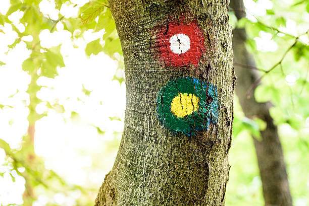istock Mountain trail marker on a spruce or pine tree. 611772838