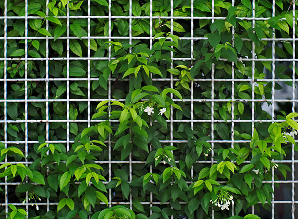istock White steel grid fence covered with Wrightia religiosa 611772872