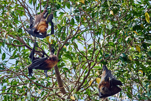group of fruit bats in trees in Palawan Philippines