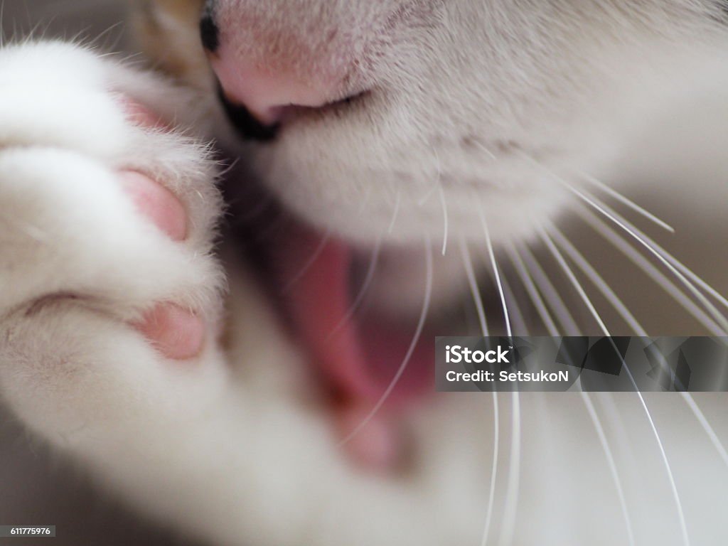 Cat Is Cleaning Its Paw. A cat is cleaning its paw. Domestic Cat Stock Photo
