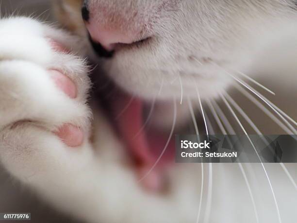 Cat Is Cleaning Its Paw Stock Photo - Download Image Now - Domestic Cat, Toe Pad, Close-up