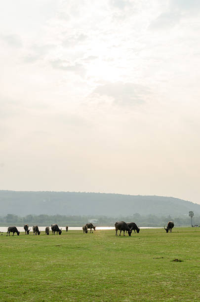 istock Brown buffalo eat green grass. 611776934