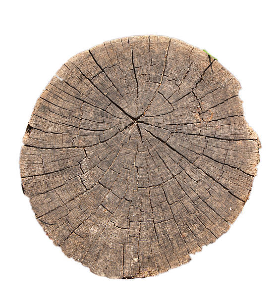 istock Top view of tree stump texture for background 611777130