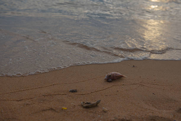 istock dead fish on the sand beach at sunset time. 611780064