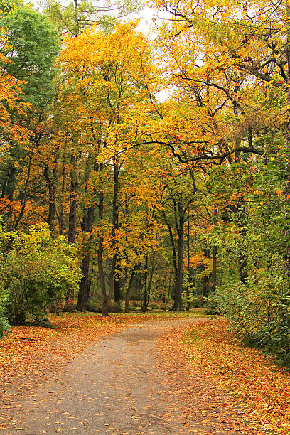 istock beautiful park at sunrise 611780258