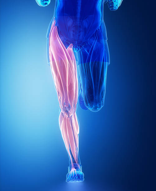 istock Leg muscles  - human muscle anatomy 611780336