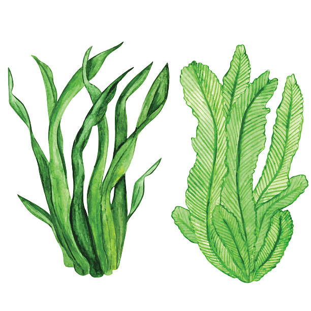 Watercolor seaweed, water plants Watercolor seaweed, water plants, set closeup isolated on white background. Hand painting on paper algae stock illustrations