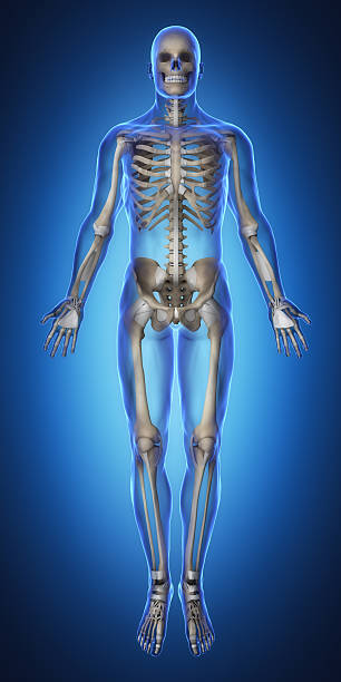 istock Skeleton and tendon anatomy anterior view 611781488